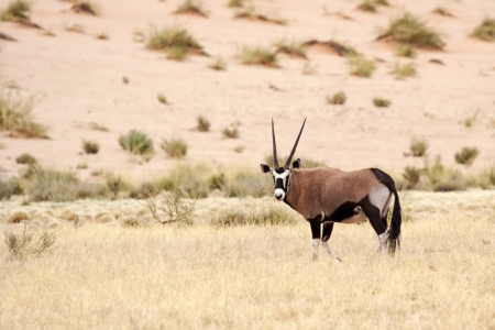 Bild-Nr: 11978110 Oryx in Namibia Erstellt von: DirkR