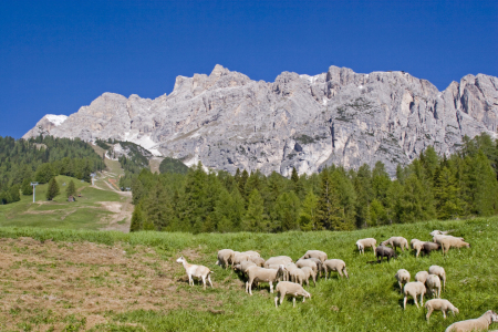 Bild-Nr: 11978220 Schafherde in den Dolomiten Erstellt von: EderHans