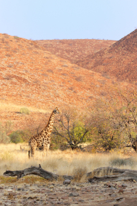 Bild-Nr: 11978302 Giraffe in Namibia Erstellt von: DirkR