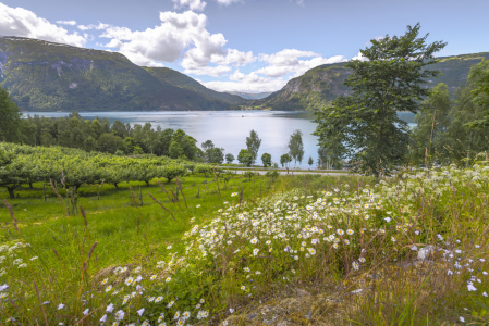 Bild-Nr: 11978524 Blumenwiese am Fjord - Norwegen Erstellt von: KundenNr-160338