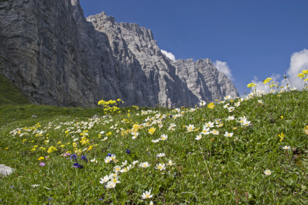 Bild-Nr: 11980385 Blumenwiese im Karwendel Erstellt von: EderHans