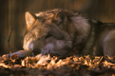 Bild-Nr: 11980796 Wolf in der Abendsonne Erstellt von: Tanja Riedel