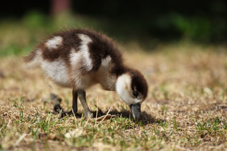 Bild-Nr: 11980935 Nilgans-Küken Erstellt von: DirkR