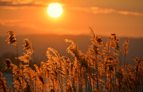 Bild-Nr: 11981823 goldne Abendsonne Erstellt von: GUGIGEI