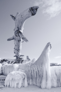 Bild-Nr: 11982830 Baumstamm mit Eis am Darßer Weststrand Erstellt von: dresdner