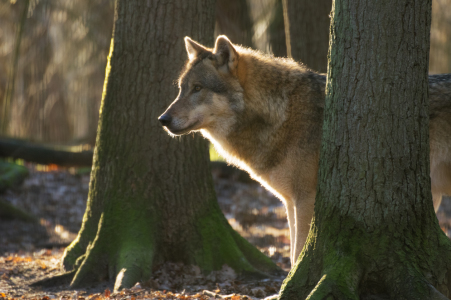 Bild-Nr: 11982956 Wolf in den Wäldern Erstellt von: Tanja Riedel