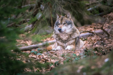 Bild-Nr: 11983494 Wolf im Versteck Erstellt von: luxpediation