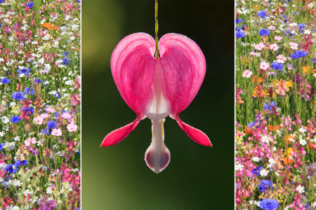 Bild-Nr: 11983533 Collage - Tränendes Herz und Blumenwiese Erstellt von: SusaZoom