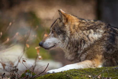 Bild-Nr: 11983782 Wolf auf dem Fels Erstellt von: luxpediation