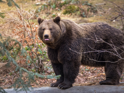 Bild-Nr: 11984556 Braunbär mit gestreckter Zunge Erstellt von: luxpediation