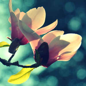 Bild-Nr: 11985364 Magnolienblüten Erstellt von: GUGIGEI