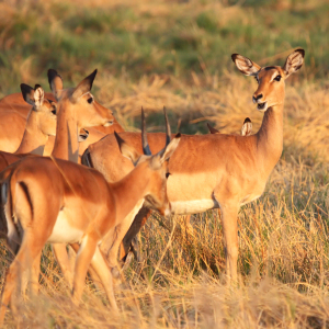 Bild-Nr: 11985707 Impalas im Okavango Delta Erstellt von: DirkR