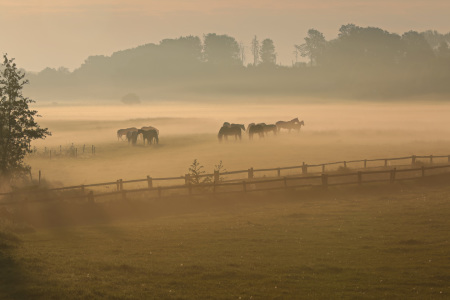 Bild-Nr: 11988643 Pferde auf der Nebelwiese Erstellt von: falconer59