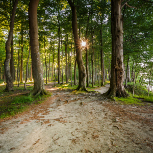 Bild-Nr: 11990694 SONNE im WALD Erstellt von: Ursula Reins