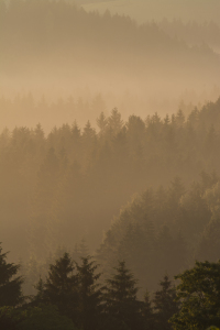 Bild-Nr: 11991029 Morgenstimmung mit Herbstnebel Erstellt von: luxpediation