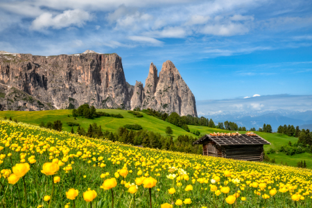 Bild-Nr: 11992803 Frühling auf der Seiser Alm in Südtirol Erstellt von: Achim Thomae