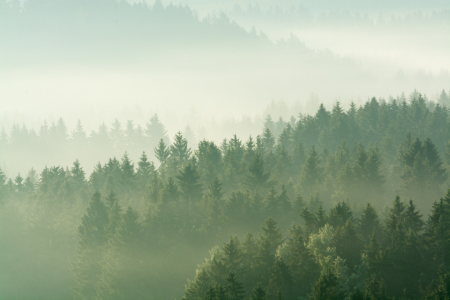 Bild-Nr: 11992956 Mystischer Nebel über den Wipfeln Erstellt von: luxpediation