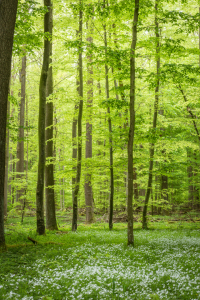 Bild-Nr: 11993351 Frühling im Wald Erstellt von: luxpediation