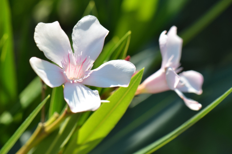 Bild-Nr: 11993419 Oleander Erstellt von: Atteloi