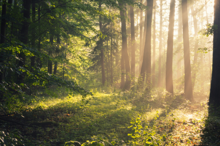 Bild-Nr: 11993950 Sonnenstrahlen im Wald II Erstellt von: luxpediation