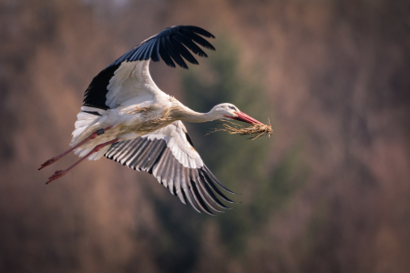 Bild-Nr: 11994127 Storch im Flug zum Nest Erstellt von: luxpediation