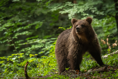 Bild-Nr: 11995303 junger Braunbär Erstellt von: ap9821