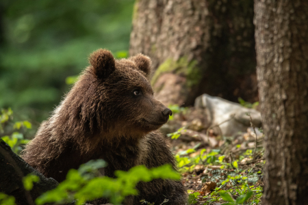 Bild-Nr: 11995305 junger Braunbär Erstellt von: ap9821