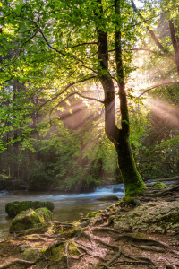 Bild-Nr: 11995419 Small river in the Jura mountains with sunbeams Erstellt von: PhotoGranary