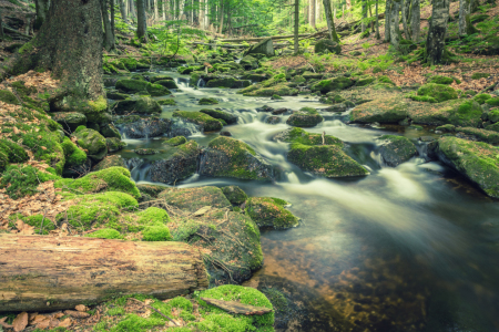 Bild-Nr: 11995547 Waldbach Natur  Erstellt von: luxpediation