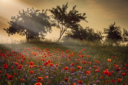 Bild-Nr: 11996307 Mohnblumen im Sonnenstrahl Erstellt von: MeckP65