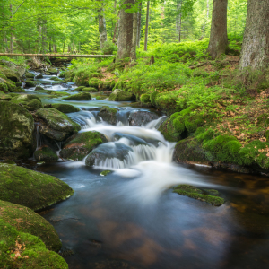 Bild-Nr: 11996463 Romantisches Wildwasser im Wald  Erstellt von: luxpediation