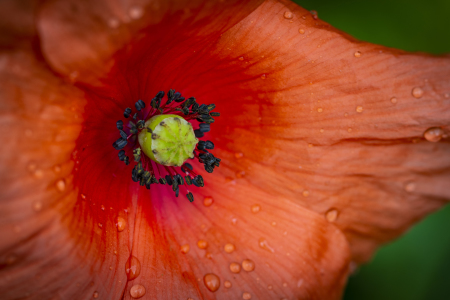 Bild-Nr: 11996522 Papaver rhoeas  Erstellt von: Ursula  Di Chito