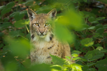 Bild-Nr: 11996980 Luchs Erstellt von: luxpediation