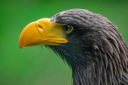 Bild-Nr: 11997073 Riesenseeadler Erstellt von: FotoDeHRO