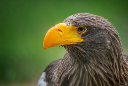 Bild-Nr: 11997074 Riesenseeadler Erstellt von: FotoDeHRO