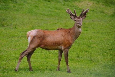 Bild-Nr: 11997290 junger Hirsch im Bast Erstellt von: GUGIGEI