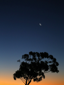 Bild-Nr: 11998225 Baum mit Mond Erstellt von: picturepilot