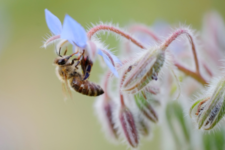 Bild-Nr: 11999706 Biene bei Nektarsuche Erstellt von: Ostfriese