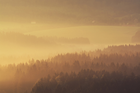 Bild-Nr: 12000202 Lichter Morgen Wald Erstellt von: luxpediation