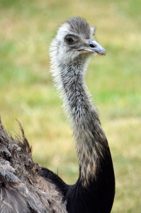 Bild-Nr: 12000350 Nandu Erstellt von: GUGIGEI