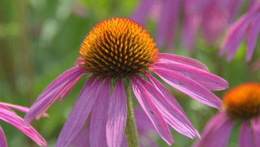 Bild-Nr: 12000811 Echinacea Erstellt von: GUGIGEI