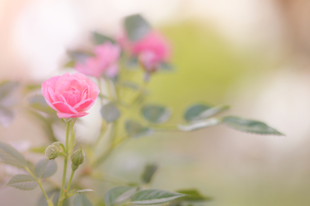 Bild-Nr: 12004561 Gartenrose Erstellt von: DagmarMarina