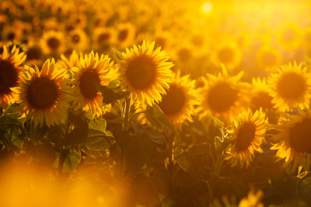 Bild-Nr: 12005366 Sonnenblumen Erstellt von: Oliver Henze