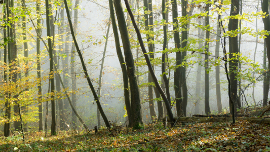 Bild-Nr: 12005455 Waldlandschaft Erstellt von: hgfotografie