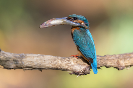 Bild-Nr: 12005722 kleiner Vogel mit großer Beute Erstellt von: Daniela Beyer