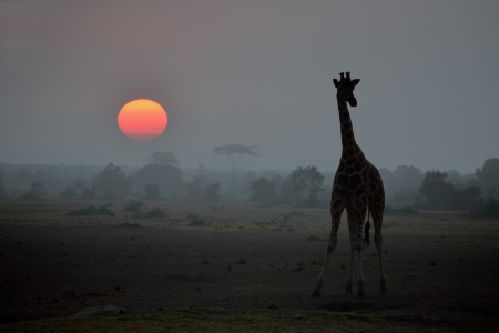 Bild-Nr: 12007213 Giraffe Erstellt von: Thomas Herzog