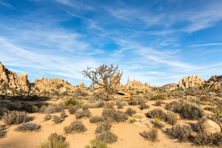 Bild-Nr: 12007531 deadwood in Joshua Tree National Park Erstellt von: Marquardt