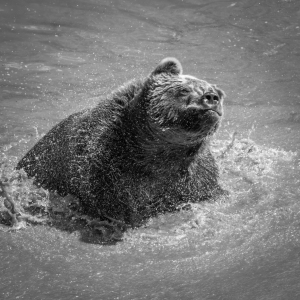 Bild-Nr: 12007789 Grizzly Bär - Wassertropfen Erstellt von: luxpediation