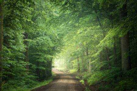 Bild-Nr: 12008112 Morgenstimmung im grünen Wald Erstellt von: luxpediation