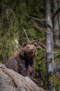 Bild-Nr: 12008172 Bär im Wald Erstellt von: luxpediation